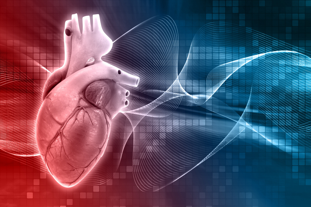 Cardiovascular and Vascular Optimisation: A Deeper Understanding of Risk and Function